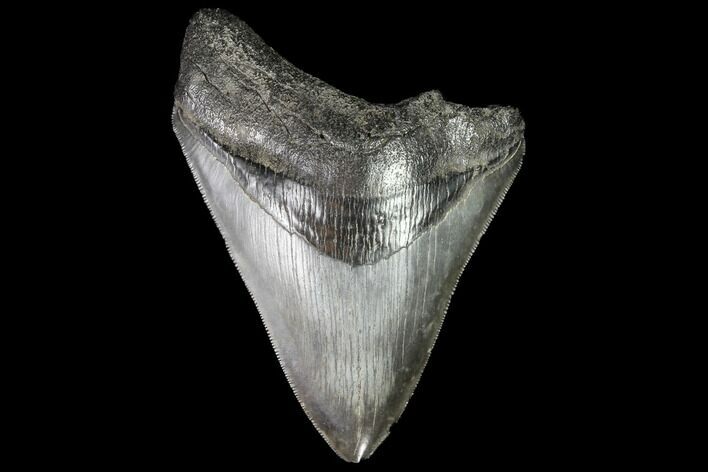 Partial, Serrated, Fossil Megalodon Tooth - Georgia #86975